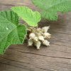 Wild raspberries